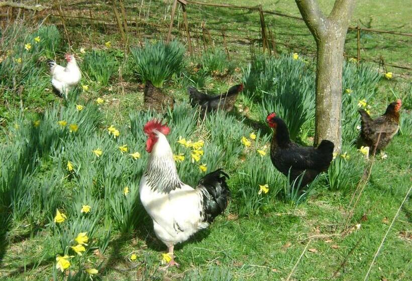 The Forest Country House B&b