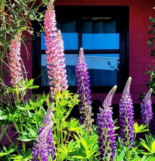 مبيت وإفطار Lago Argentino Hostel