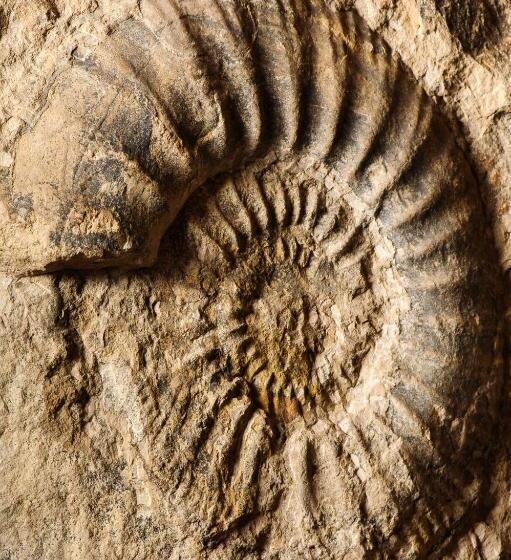 Отель Amonite Apart & Spa