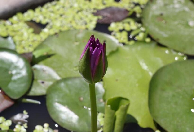 Orchid Boutique Beach Resort