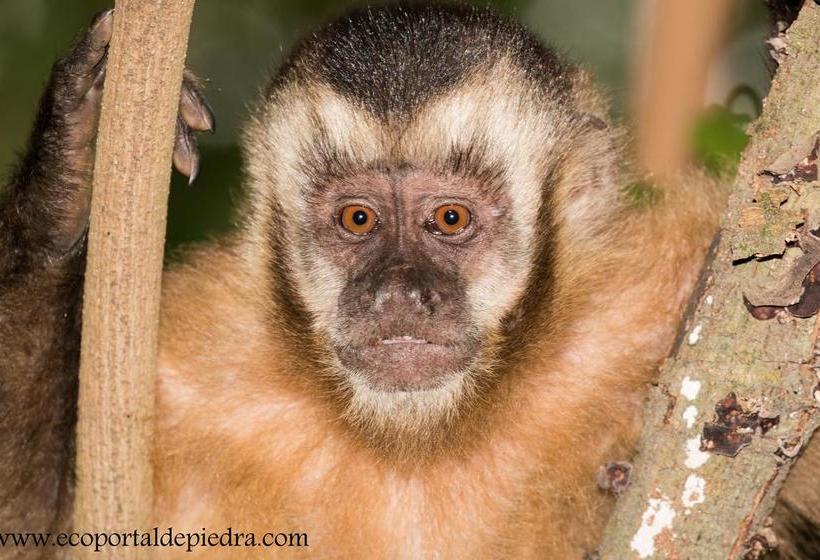 住所  Portal De Piedra