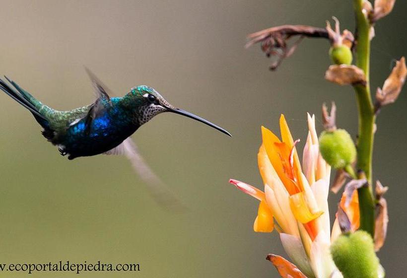 住所  Portal De Piedra