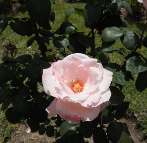 בית מלון כפרי Boutique Villa Art