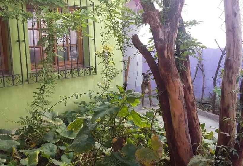 هاستل Hospedaje La Rana