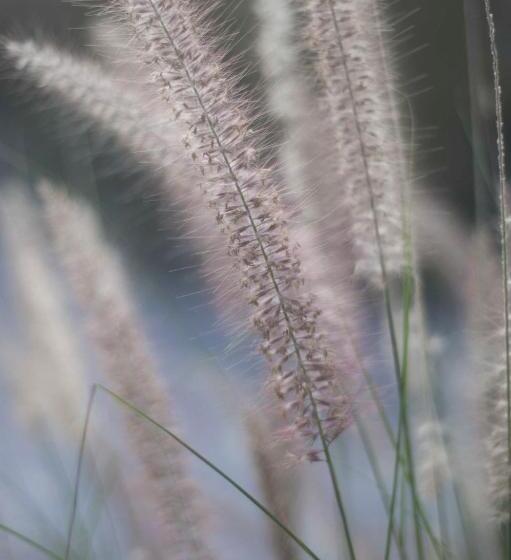 تختخواب و صبحانه Las Chirimoyas