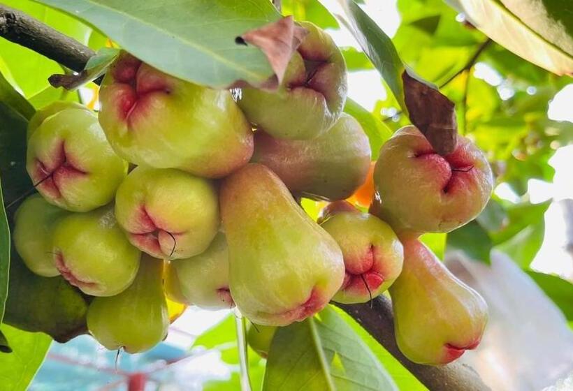 Carmelina Beach Resort Ho Tram