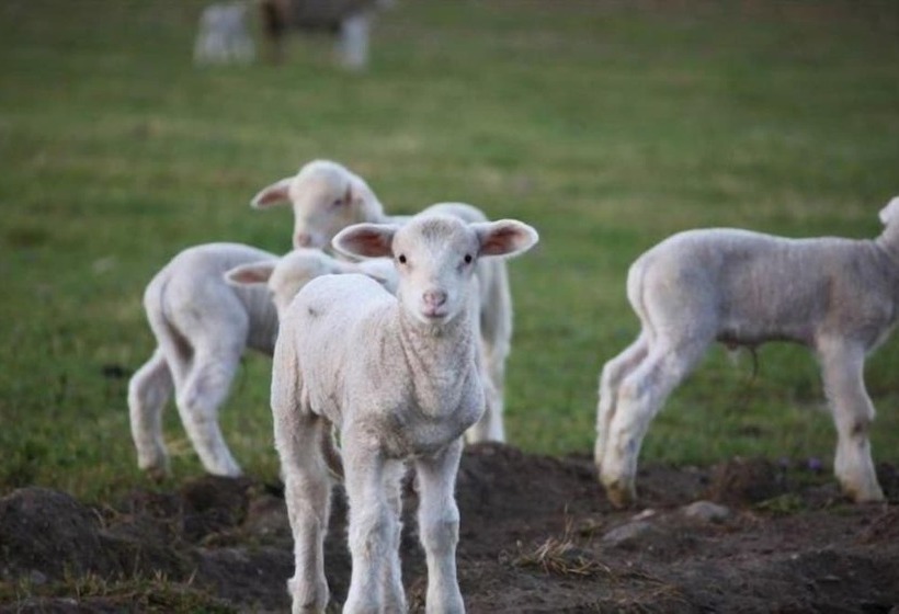 Eikelaan Farm Cottages