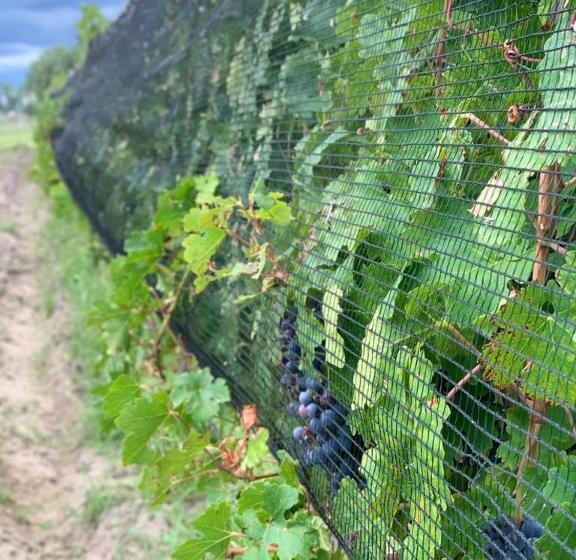 فندق Chaglasian Wine & Suites