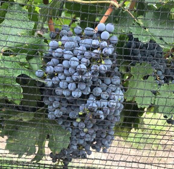 فندق Chaglasian Wine & Suites