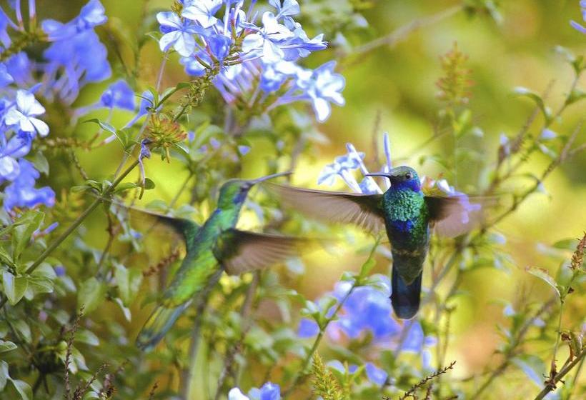 Отель Hosteria Cananvalle