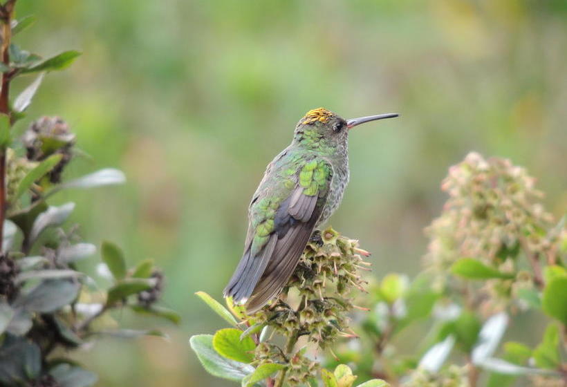 Отель Hosteria Cananvalle