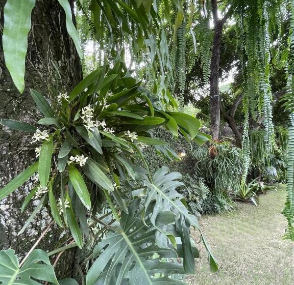 Iguanazu Bed & Breakfast