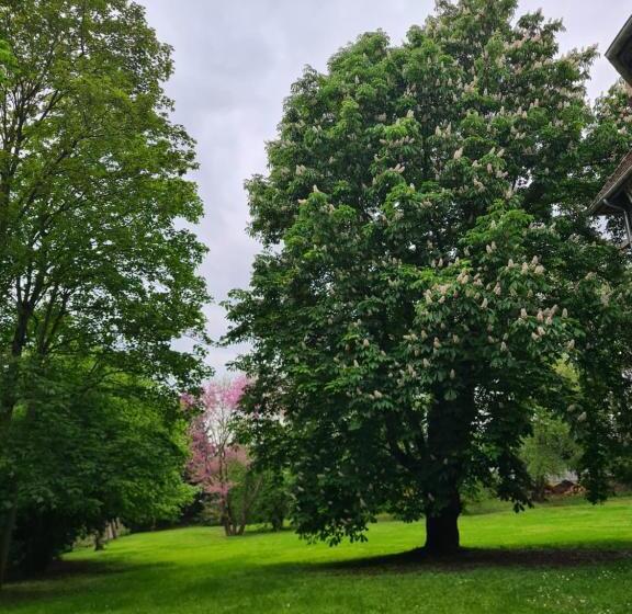 פנסיון Demeure Du Saule Madame