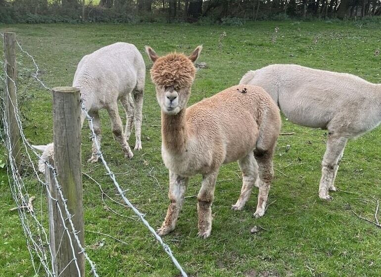 ホテル Immaculate 2 Bed Lodge In Harrogate