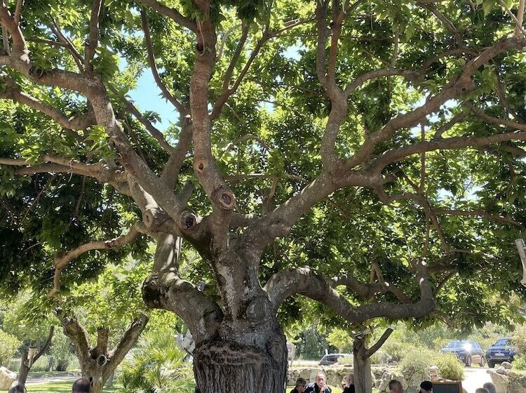 בית מלון כפרי Domaine Machja