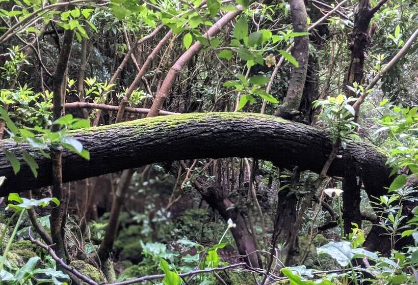 호텔 Cabanas Da Viscondessa