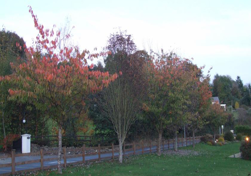 ベッドアンドブレックファースト Cherrybrook Country Home