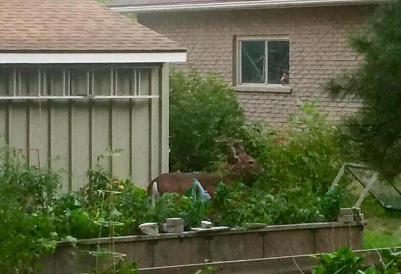 ホテル Cedar Gables Bed & Breakfast