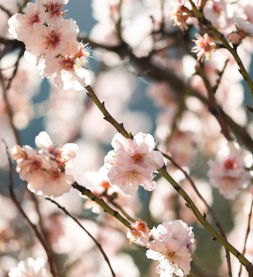ホテル El Nido De Alaro   Turismo De Interior