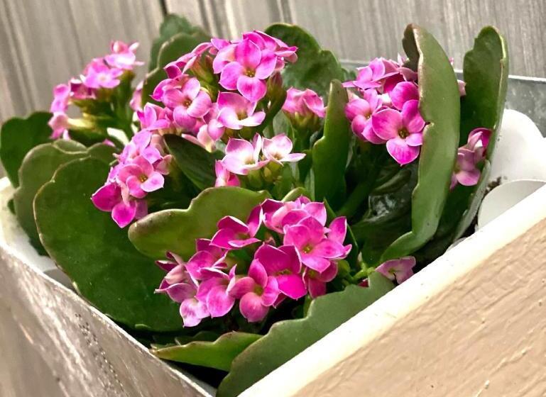 בית מלון כפרי Enjoy Ledro B&b