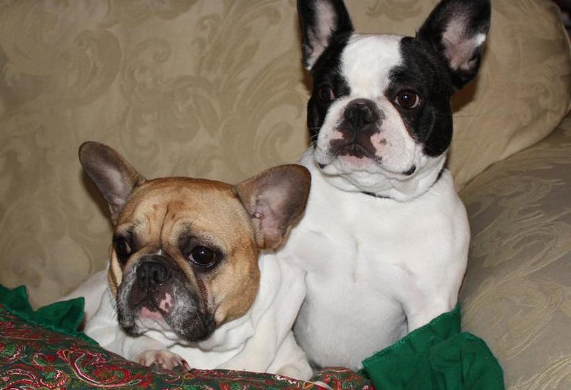 Отель Le Papillon Bed & Breakfast