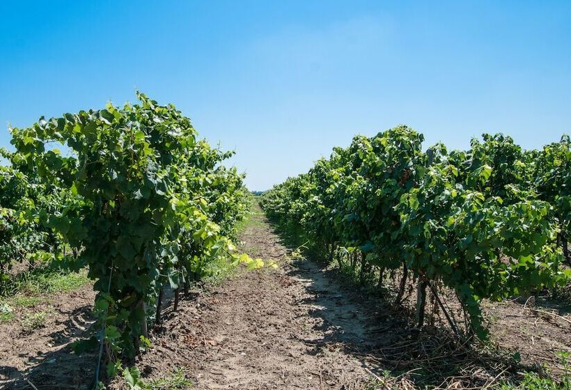 בית מלון כפרי Masseria Mazzetta Salento Corte Del Falconiere B&b