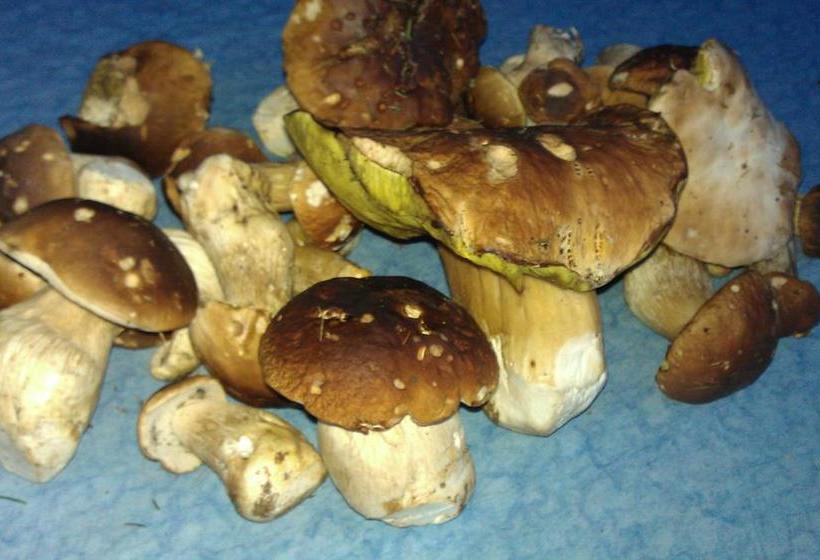 בית מלון כפרי Alpenblick Bed & Breakfast