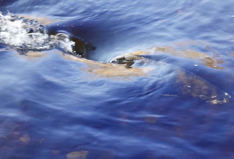 فندق Tailwater Lodge Altmar, Tapestry Collection By Hilton