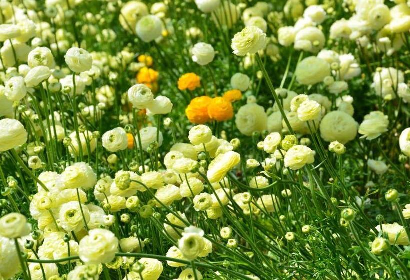 فندق Villa Mont Des Oliviers Citra 8055lt 1805 E 1807