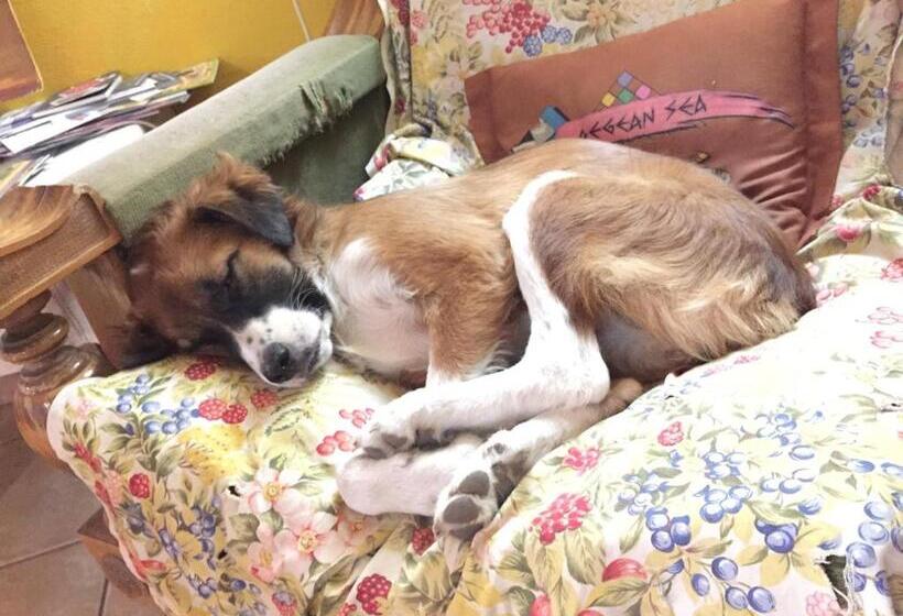 Mi Casa Es Tu Casa Shkodra Backpackers Hostel