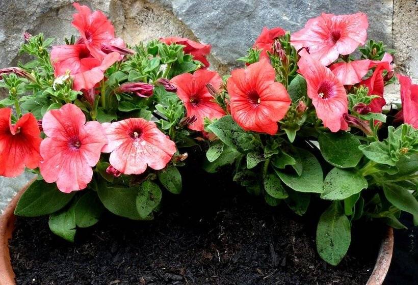 هتل Costa Morroni