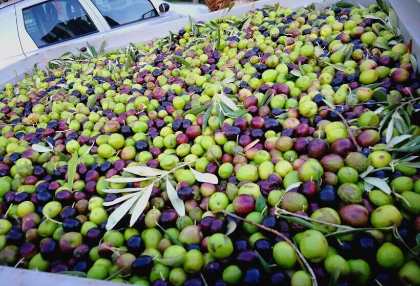 Отель La Mimosa Case Vacanze