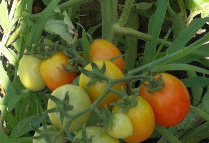 Отель La Mimosa Case Vacanze