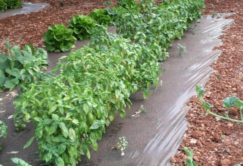 Отель La Mimosa Case Vacanze