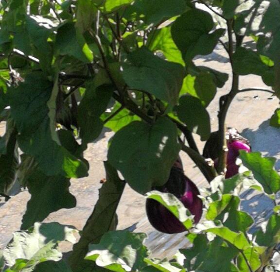 Отель La Mimosa Case Vacanze