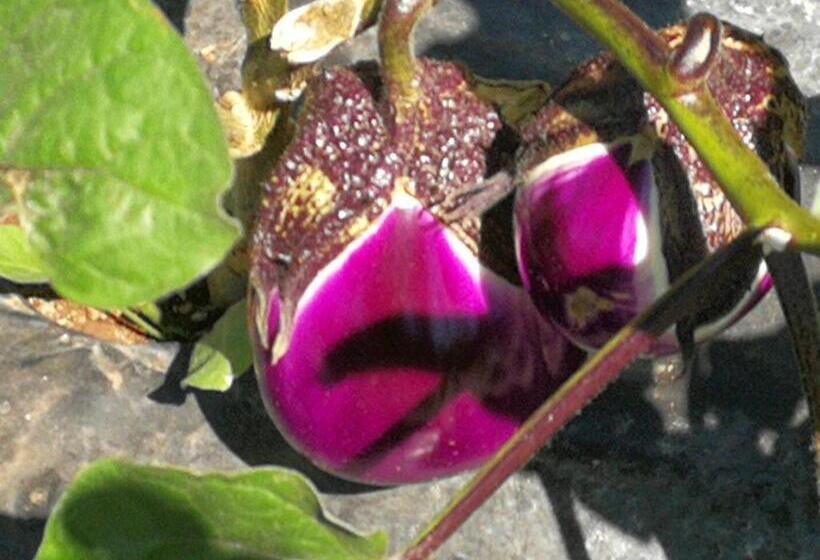 Отель La Mimosa Case Vacanze