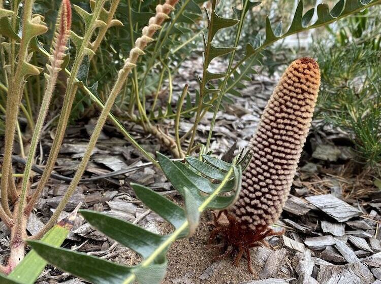 Sunny Side Up B&b Rye