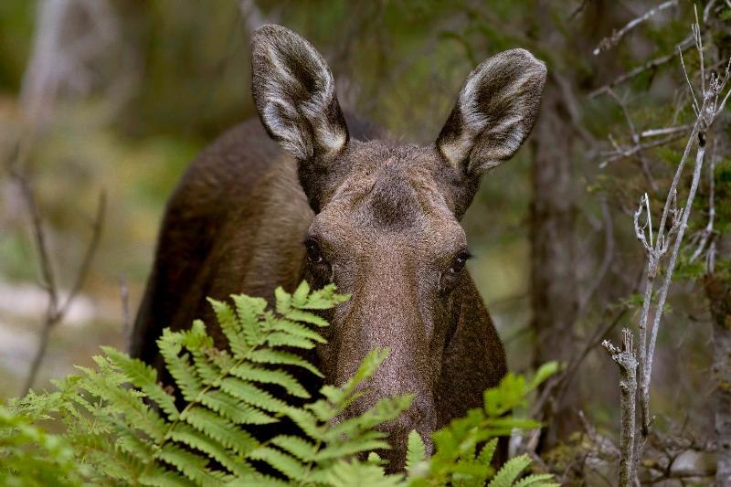 ホテル Chic-chocs Montagne Lodge