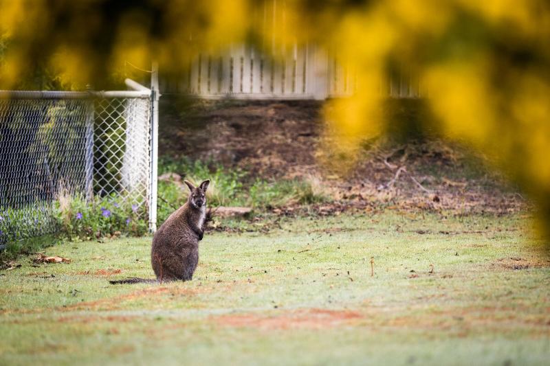 فندق Tarraleah Estate