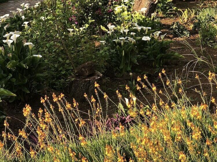 הוסטל Elsjes Guesthouse