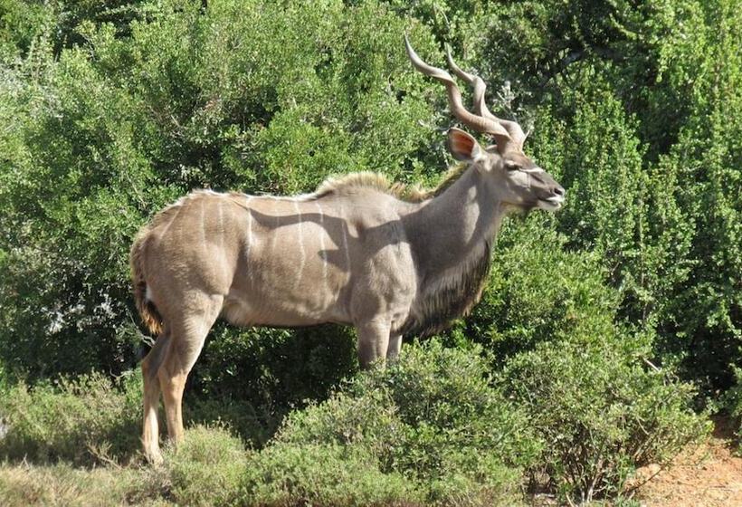 ホテル Kudu Ridge Game Lodge