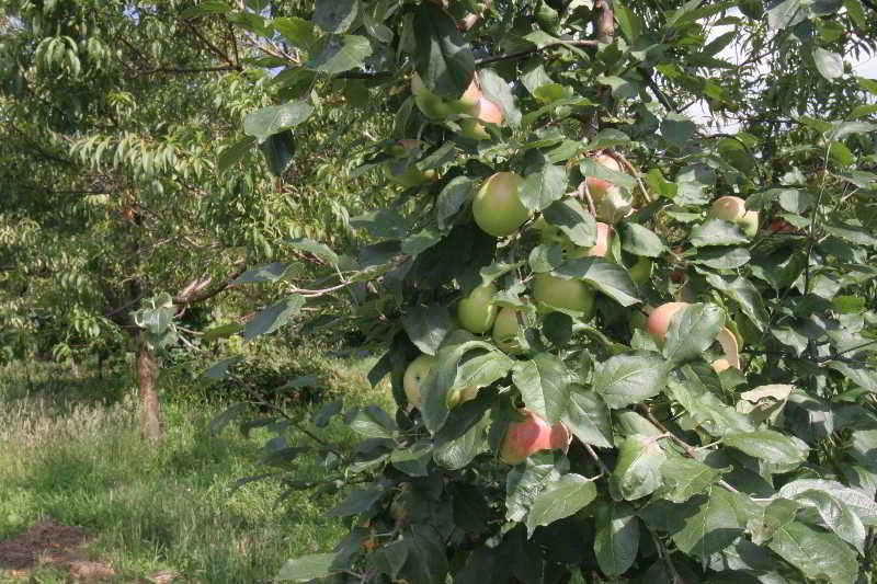 בית מלון כפרי Casa De Carcavelos