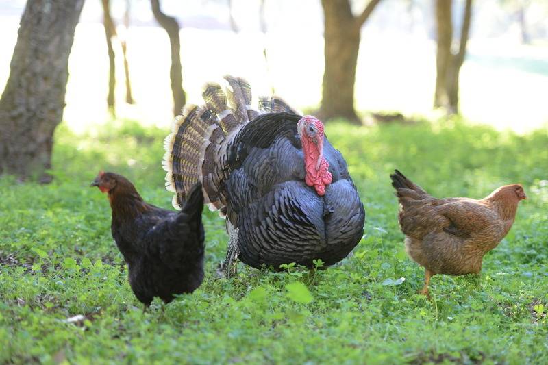 Сельский отель Quinta Pedagógica Da Samoqueirinha Duna Parque Resorts & Hotels