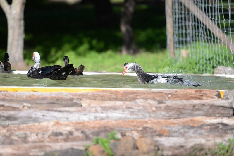 Сельский отель Quinta Pedagógica Da Samoqueirinha Duna Parque Resorts & Hotels