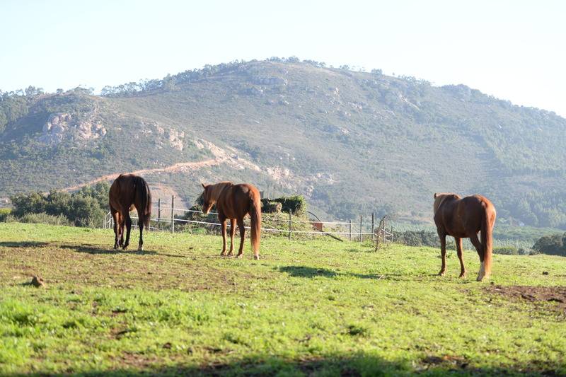 Сельский отель Quinta Pedagógica Da Samoqueirinha Duna Parque Resorts & Hotels