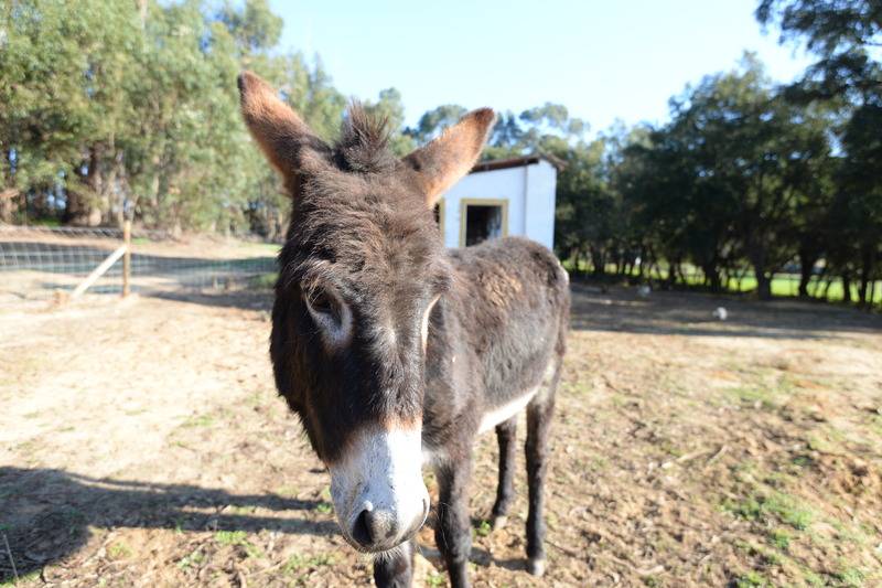 Сельский отель Quinta Pedagógica Da Samoqueirinha Duna Parque Resorts & Hotels
