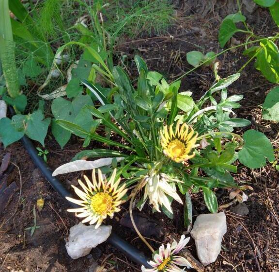 צימר La Diamantina, Hospedaje Holistico