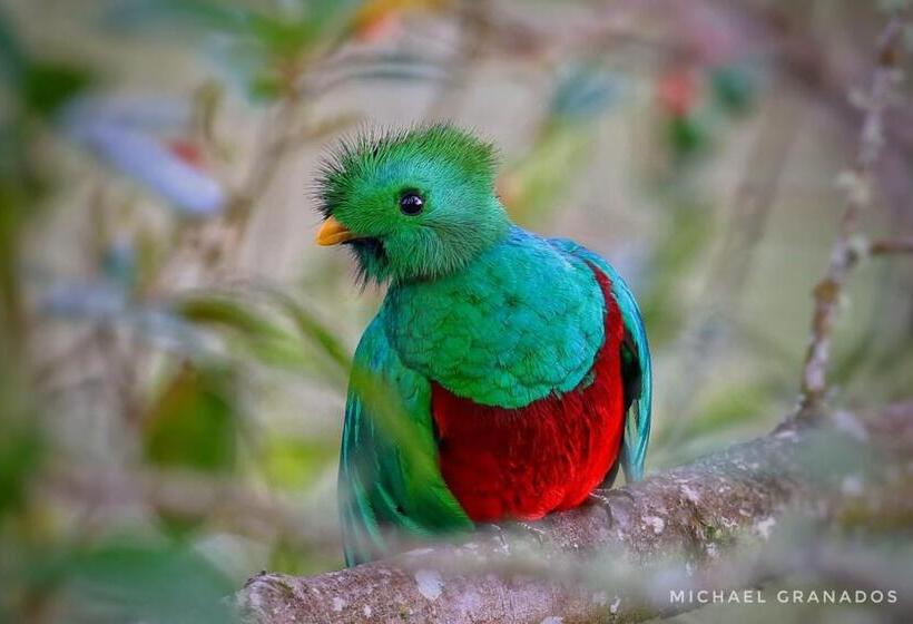 Cabañas San Gerardo