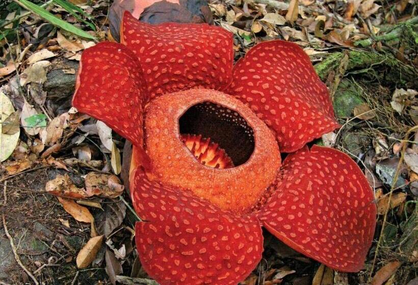 Netasha Holiday Inn And Apartment