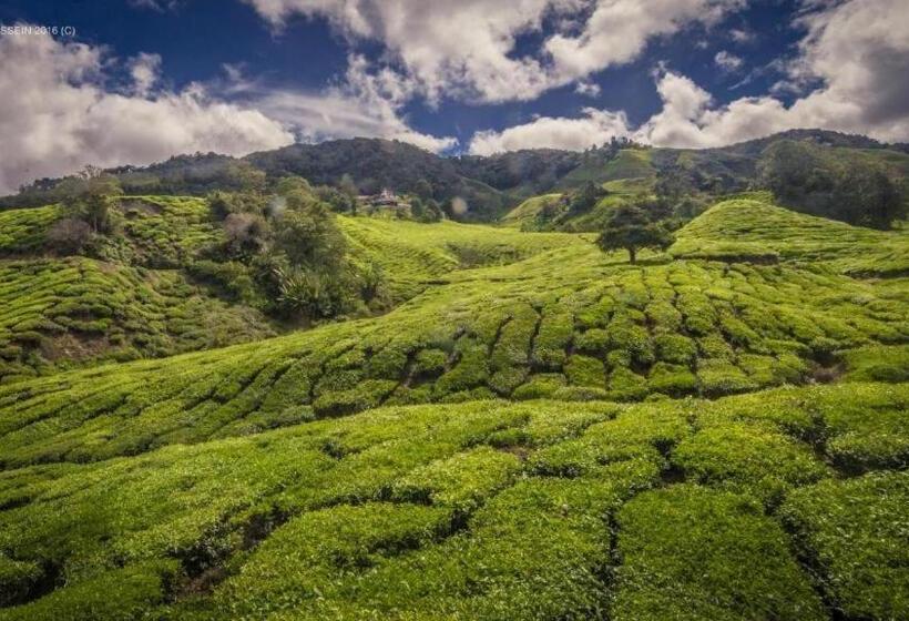 Netasha Holiday Inn And Apartment